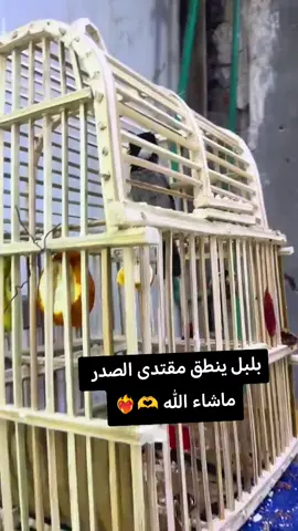 بلبل ينطق مقتدى الصدر ماشاء الله #بلابل العراق# 