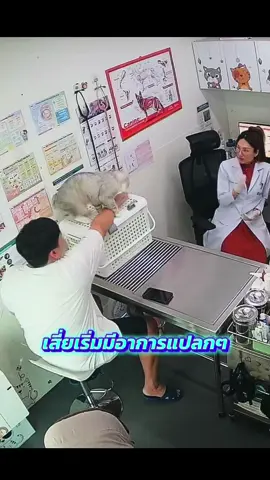 แต่ละวันที่หมอต้องเจอ 🤣จริงๆแค่มาฉีดวัคซีีน แต่สุดท้ายได้ตรวจคุณภาพน้ำเชื้อ #เสี่ยทรัฟเฟิล #รักษาสัตว์เทียนทะเลซอย7 #โรงพยาบาลสัตว์ 