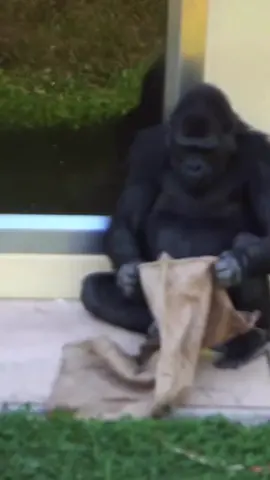 #fyp #Ghanacomedy #GhanaTikTok #ViralVideos #FunnyAnimals 