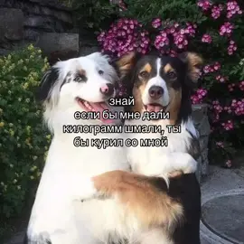 #щп 