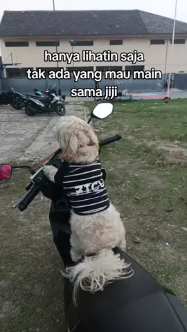 mumgkin besok atau lusa ya.  sabar ya jiji