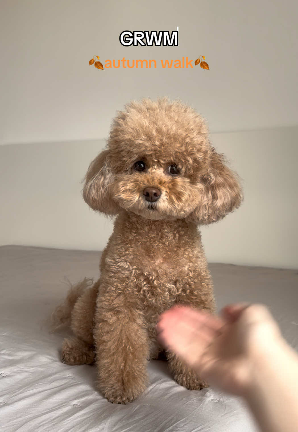 @Floofs and Cookies ❤️🍂 #toypoodle #grwm 