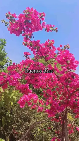 #buenosdiasmundo 