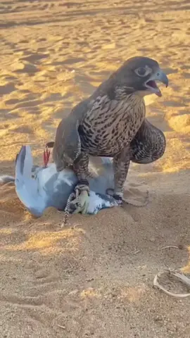 #explore #اكسبلور#هدد #جير#لايكات 