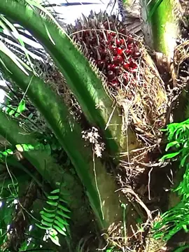 kualitas nya bukan omon omon #klspalmkingultralong 