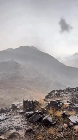 هل تعود ذيك اليالي فيصل علوي #f #fy #ابوعلي🇸🇦❤️ #creatorsearchinsights #الزهراني🇸🇦❤️ 