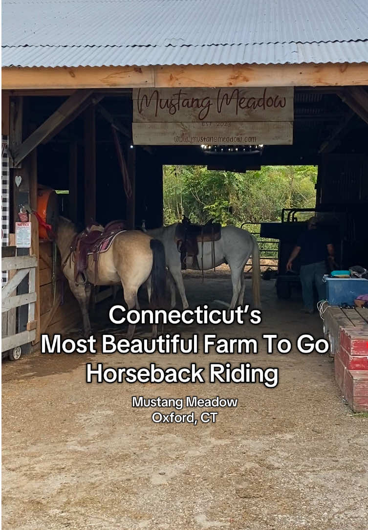 @Mustang Meadow in Oxford, CT been my hidden gem for trail rides for the last couple years. They have truly the most magical piece of land that you explore during their trail rides.  #connecticut #trailride #horseriding #fallactivities #horsebackriding 