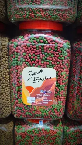 #fypシ゚viral #masukberanda #pakanikan #ikankoi #koiindonesia 