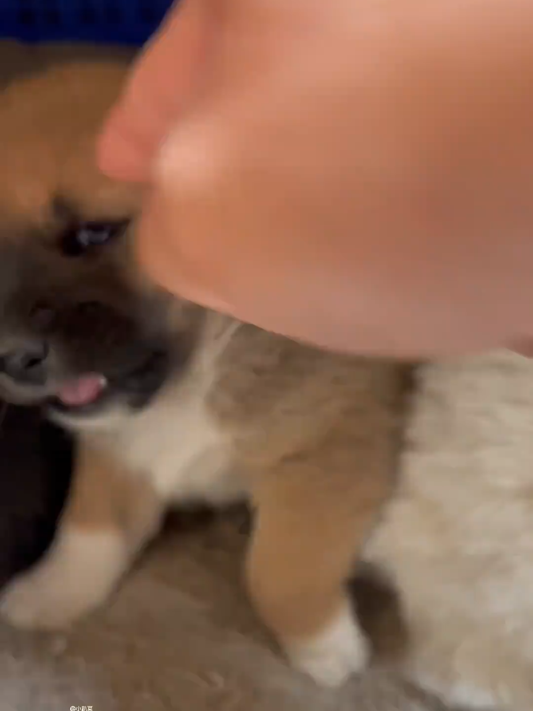 #cutedogvideo #foryoupage❤️❤️ #dogloversfeed #viralvideos #doggo