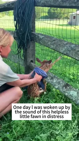 One day I was woken up by the sound of this helpless little fawn in distress #lovestory #baby #deer #poor #animals #rescue #help #fypシ #foryo 
