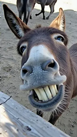 #funnyvideos #funnyanimals #funnypet #🤣