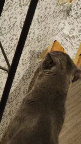 he likes to eat tape and plastic. i do not let him eat tape and plastic.