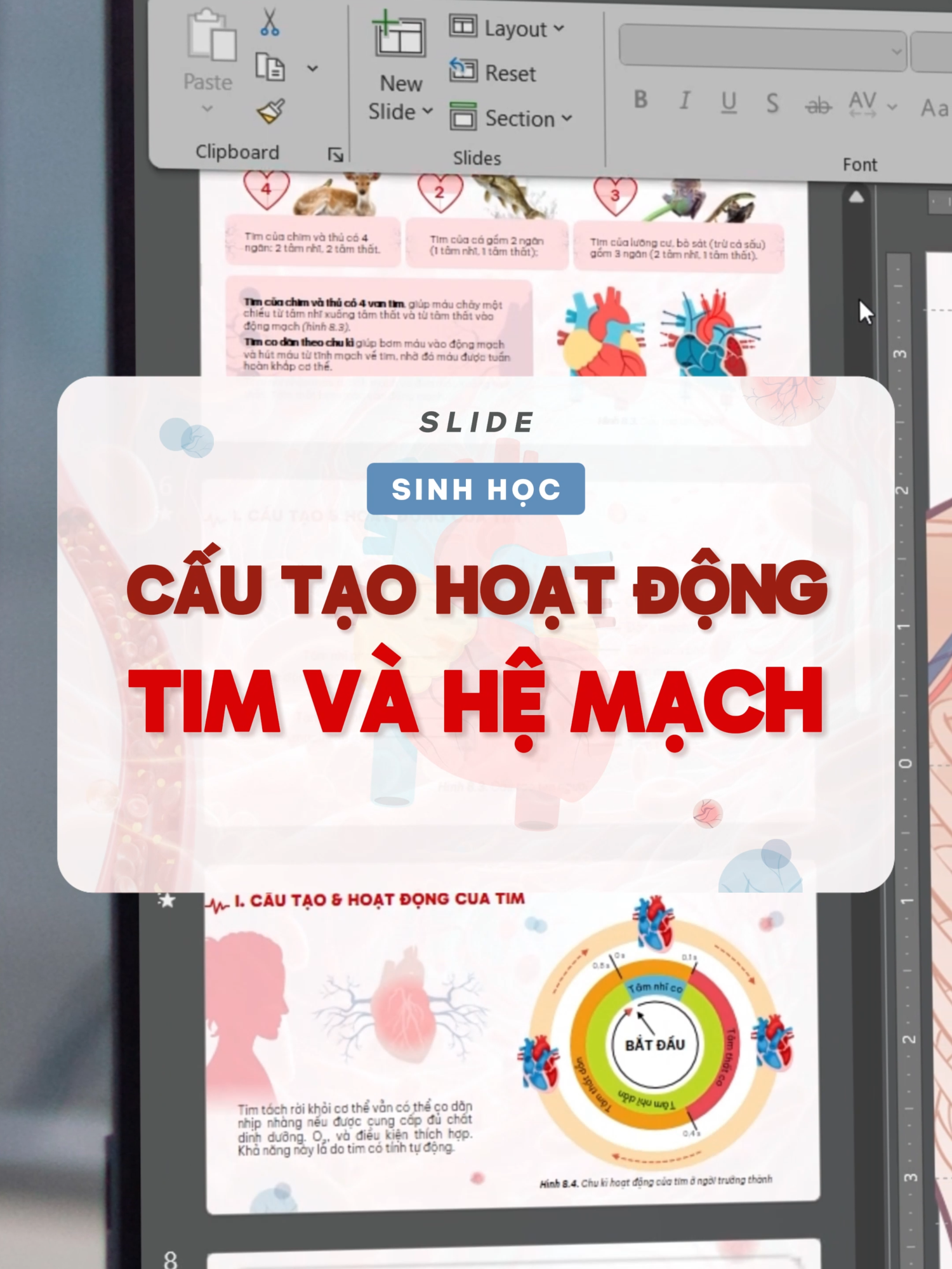Slide Cấu tạo & Hoạt động Tim – Hệ mạch - Nội dung được sắp xếp logic: Các slide minh họa có biểu đồ, sơ đồ cấu tạo và hình ảnh giải phẫu, giúp người học dễ hình dung. Thiết kế sử dụng tone đỏ – trắng chủ đạo, tạo sự liên tưởng đến hệ tuần hoàn và y học, vừa nổi bật vừa chuyên nghiệp. Văn bản trong slide được tối ưu hóa: chữ rõ ràng, ngắn gọn. #tim #yte #yhoc #sinhhoc #tuyetkypowerpoint
