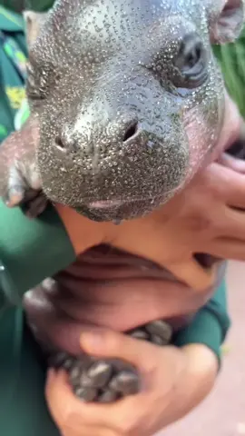The cutest baby hippos in the world#babyhippo #pygmyhippo #hippo #babyanimals #cute 