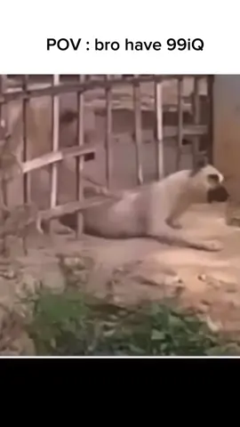 🧠#xuhuong #fyp #giaitri #tiktokviral 