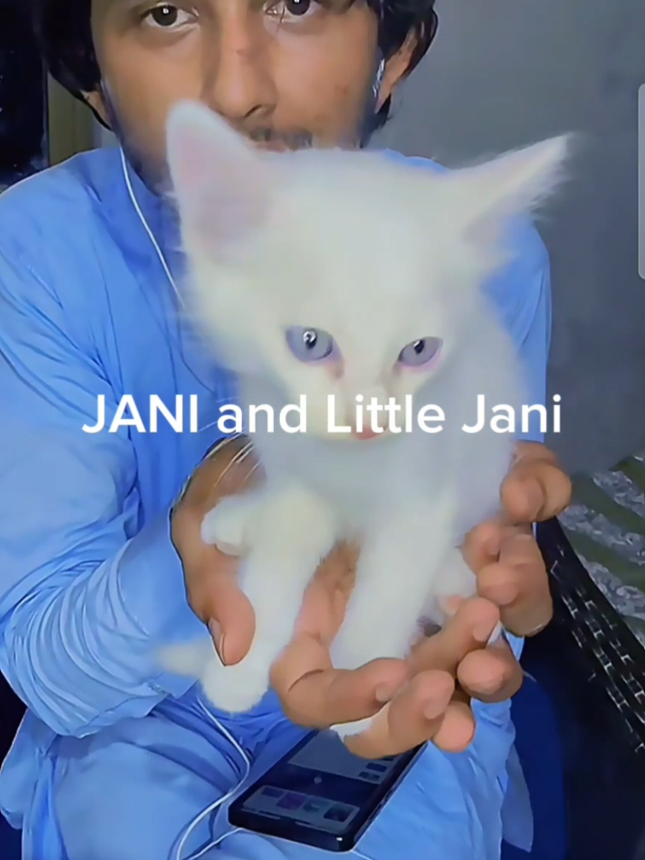 Jani started raising kitten 🐈️🐾💕 #jani #live  #kitten  #cat #whitecat