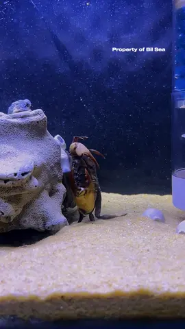 Peacock Mantis Shrimp