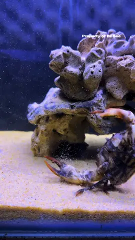 Peacock Mantis Shrimp