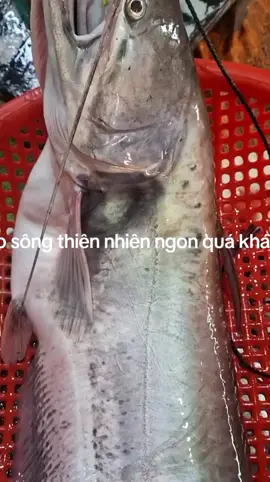 #kháchsạn #quánăn #cásôngthiênnhiên #cáleosông