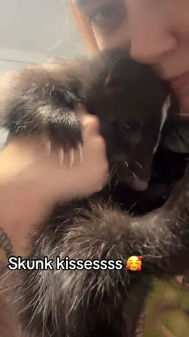 🥹😍 #PetsOfTikTok #pet #fyp #exoticpets #skunk 