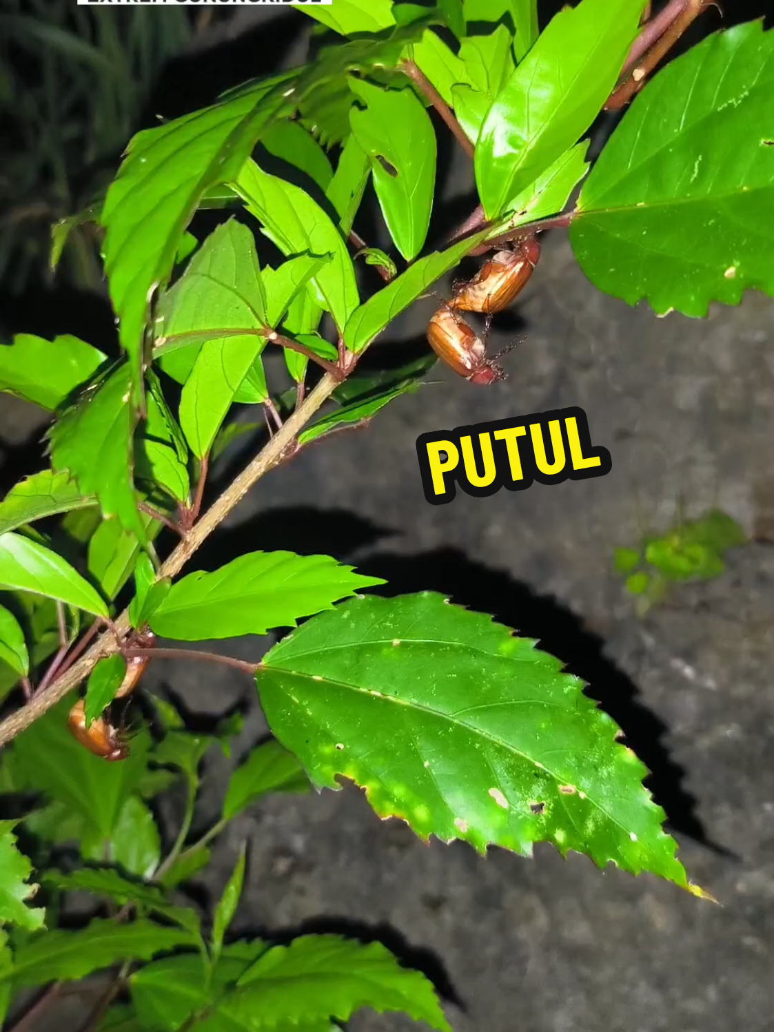 Gunungkidul wes usum putul dulur, warga gunungkidul bagian pesisir pilih lauk putul ketimbang daginge ( khusus seng ora alergi ), wes do nyuluh putul durong dulur..?? Seng durung pernah mangan,pengen nyobo ora, biasane paling cocok nek sego tiwul sambel ke bawang. #inspirasigunungkidul #gunungkidul #putul #makananextrem 