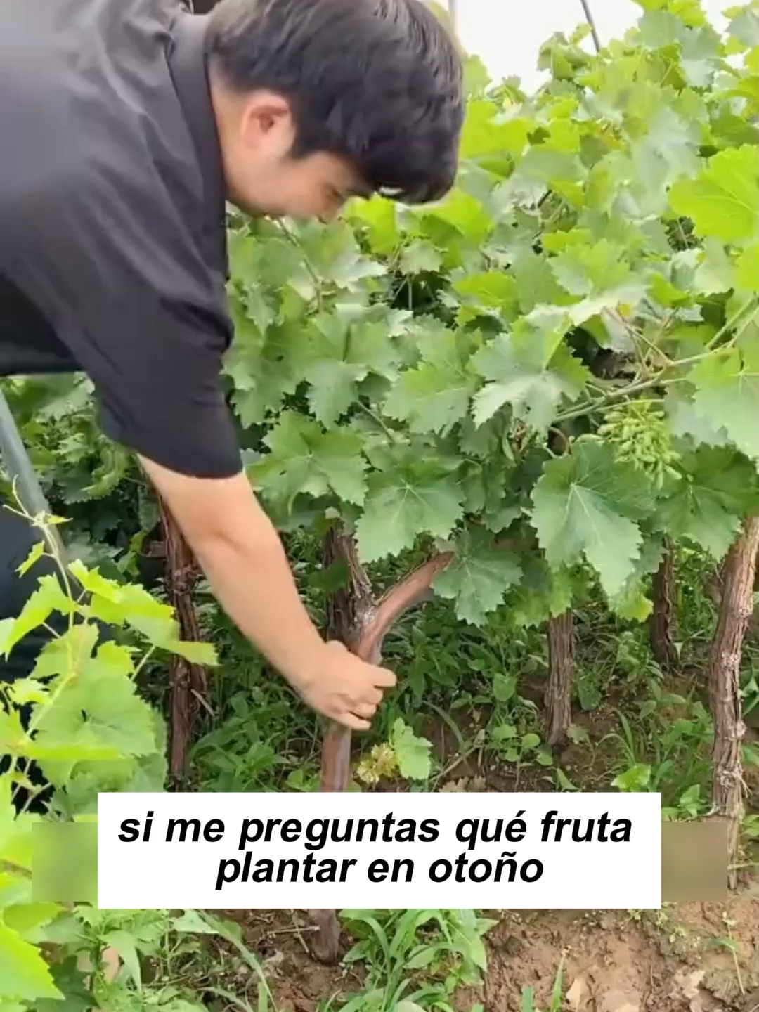 Uvas Kyoho sin semillas, dulces y jugosas, grandes y llenas, ¡se derriten en la boca! Snack saludable para todos, disfruta su frescura en cualquier momento✨ #Hydrangea #Garden #Flowers #SeedlessGrapes