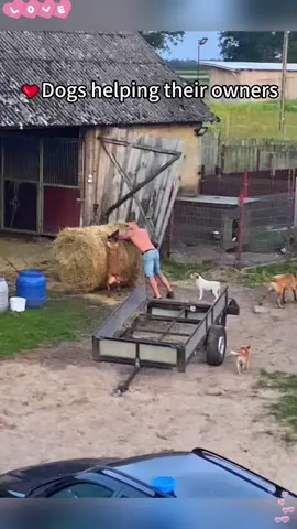 Dogs helping their owners 🥹🥹#dog #doglover #dogsoftiktok #sweet #fyp #Love 