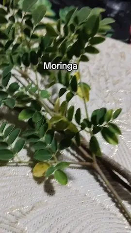 Moringa sejenis tumbuhan yang sesuai dijadikan sajian supplement Harian Anda..atau nama lain ya Daun kelor.Membaiki Dan menutralkan gula dalam Darah,tekanan Darah Dan memudahkan proses perkumuhan Dan pembuangan Anda. #kesihatan  #suppliment  #moringa  #capsule 