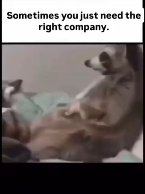 #viral #fyp #funny #meme