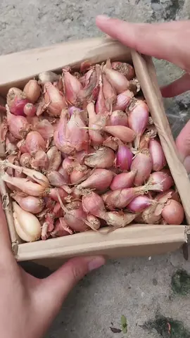 củ giống hành 3 chài#emtuyenhatgiong #hanhbachai #cugionghanhbachai #cugiong #lamvuon 