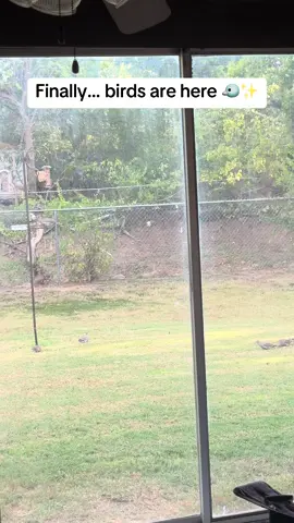 My yard turned into a little bird paradise 🌿🪶 squirrels used to take everything, now the birds actually get to eat 🐦  