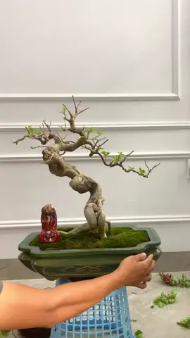 Gl AE Hoa giấy hợp chủng quốc hoa kỳ. #bonsai #linhnam #catgiat #huynhbonsai #hoagiay 