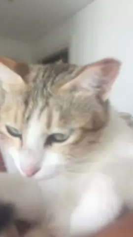 Meet sweet, lovable Bayda from our neighborhood! ❤️🐱 Bayda has had a few litters of kittens and recently got pregnant again. I couldn’t let her give birth in these extreme weather conditions, so I took her to the vet for a pregnancy spay. She’s almost fully recovered and is ready to be released again.  Instead of placing her back on the hot streets I prefer to get her a nice family as she truly deserves to be safe from the streets. She is soft, the sweetest and calmest cat you could meet, loves to purr and loves affection. You won’t regret having her as an addition to the family.  If you’d like to adopt Bayda, please direct message me. There will be an adoption fee to cover her vet costs, along with a screening process to ensure she finds the perfect home. Let’s give Bayda the loving home she deserves! 🐱❤️ #AdoptDontShop #CatAdoption #SaveALife #ForeverHome #CatsOfInstagram