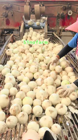 White onion from china with cheap price #onion #white onion from china#chinese onion