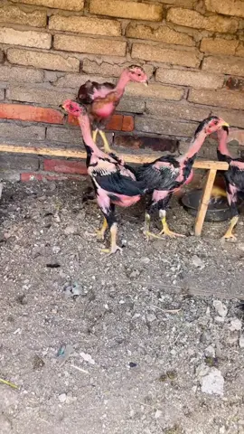 ae thấy kinh nghiệm có đúng k#đúcgà #gàchoivietnam🇻🇳 