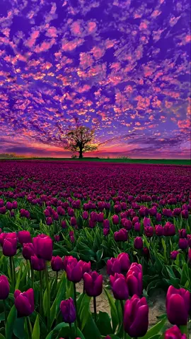 The black tulip sunset is so beautiful, I miss you so much✨ #sunset #fyp #tulips #flowers 