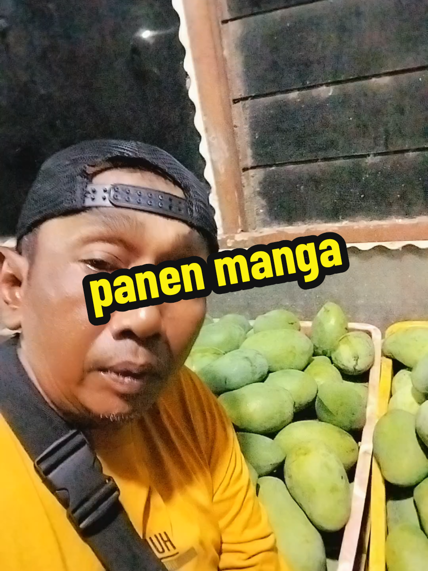 panen mangga gadung wes mulai tuwek  #panenpelem #harummanis #petanimanga #foryoupage #fyppppppppppppppppppppppp 