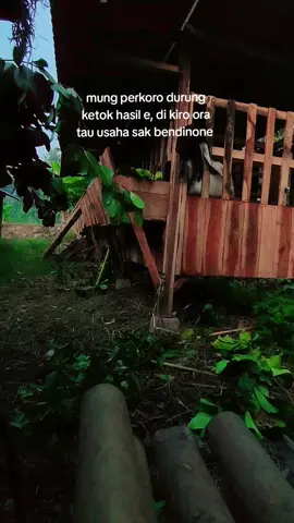 bismillah 😇 #peternakmuda #peternakkambing #bismillahfyp #foryoupage #fyp 