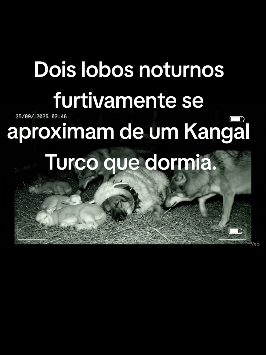 Dois Lobos noturnos furtivamente decidiram entrar em um estábulo onde ovelhas dormiam, só não contavam com um Kangal Turco que dormia tranquilamente.#wolf #kangal #wolves #nightvision #fyip @Kangal Turco 