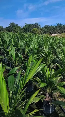 #sawitriau #apkasindo 