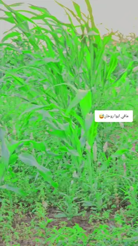 #المبدع_ود_خمسه✌️💚