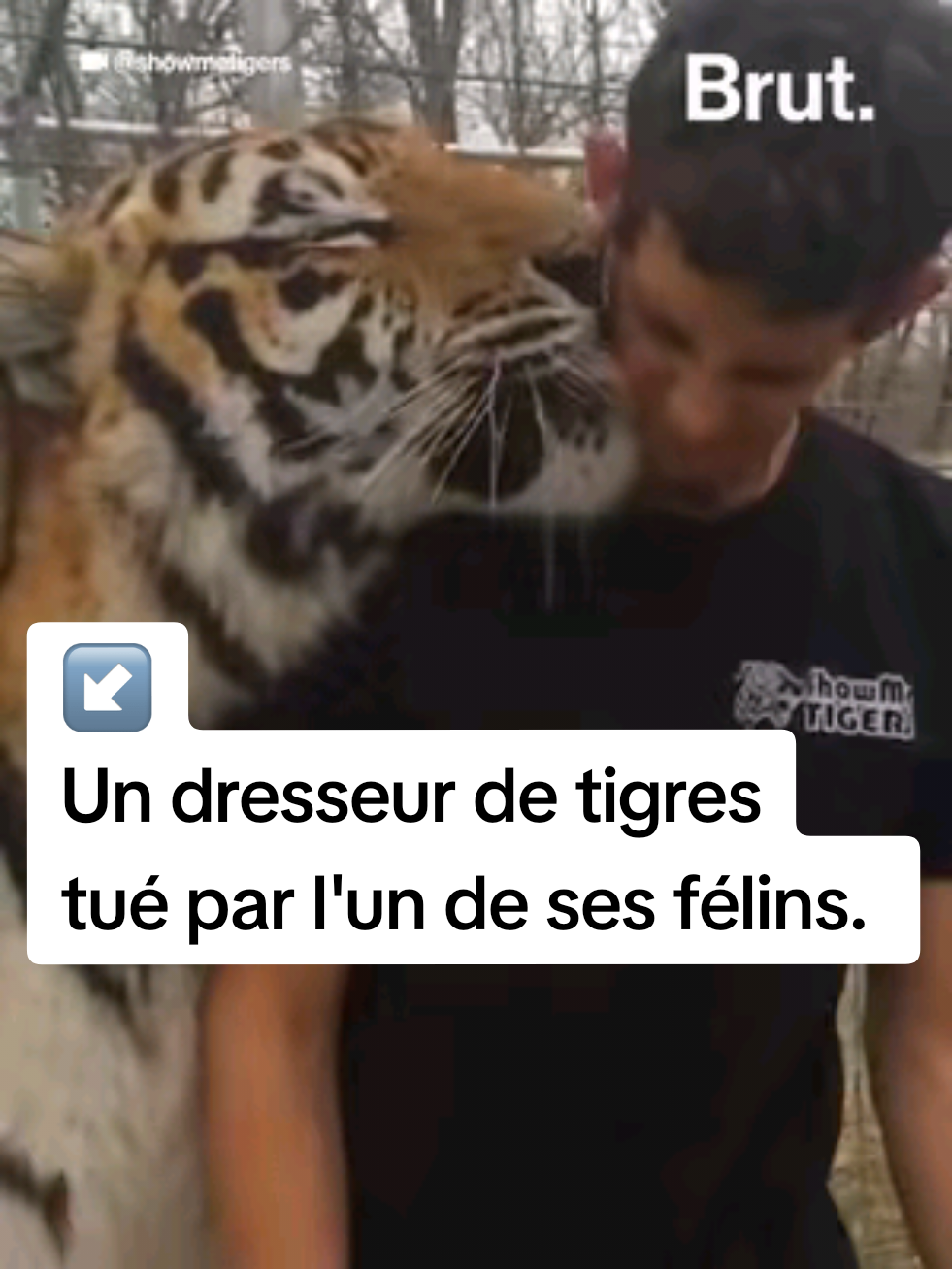 Un dresseur de tigres, proche de Joe Exotic, a été tué par l’un de ses félins aux États-Unis. #animaux #nature