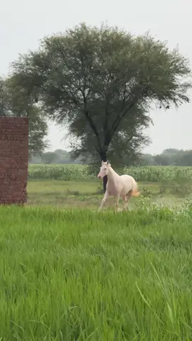 Dil le ke mera haath mein ❤️‍🩹🫠🐎#horse #loveers #viral_video #ghora #trinding @MUNEEB @𝒜𝒬 @Ch Qayyam @🔱rai sohaib🇩🇪🔱 @aaqib.op1 @Muneebs_Shadow🇵🇰 @رائے گلباز اکرم کھرل 👑 @itxabdullah 90 
