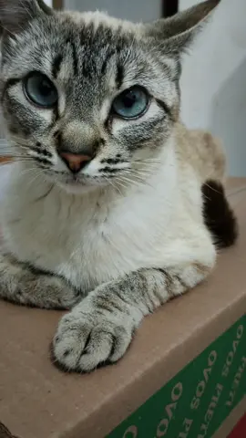 vídeos da lisa ❤️ #viraliza #viral #cat #top 