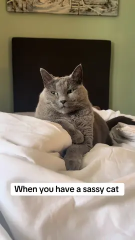 The attitude #cat #PetsOfTikTok #russianblue #fyp 