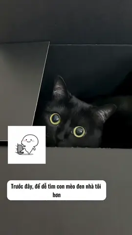 Gắn đèn lét cho mèo Mun