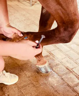 🌟Nerve Blocks 🌟 Did you know part of our lameness work ups include diagnostic nerve blocks?!  This means we use a temporary numbing agent to block the nerve locally therefore it can help us pin point where the lameness issues are coming from.  #teqlc #theequinelamenesscenter #equinevet #horse 