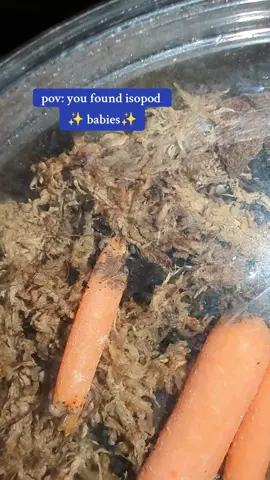 stop they're so small 🥺 #invertebrates #detritivore #isopods 