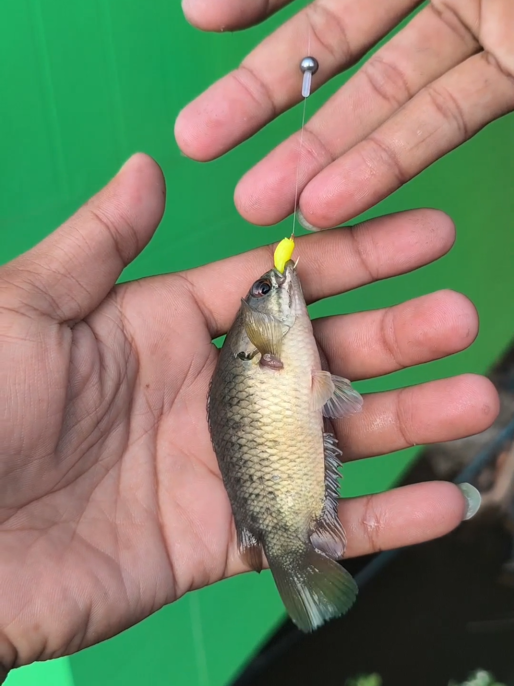 ปลาหมอเข้าฝูงก็จะเป็นแบบนี้แหละ #Ureka  #เหยื่อสเปิร์ม 