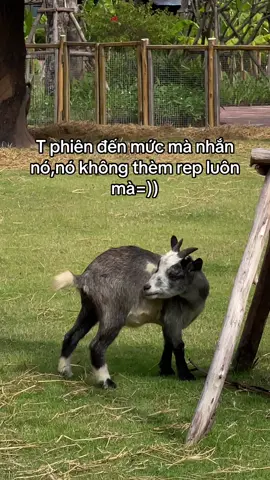 #VinWonders #GreenCreator #dulich #abl7qzu #vinwondervuyen